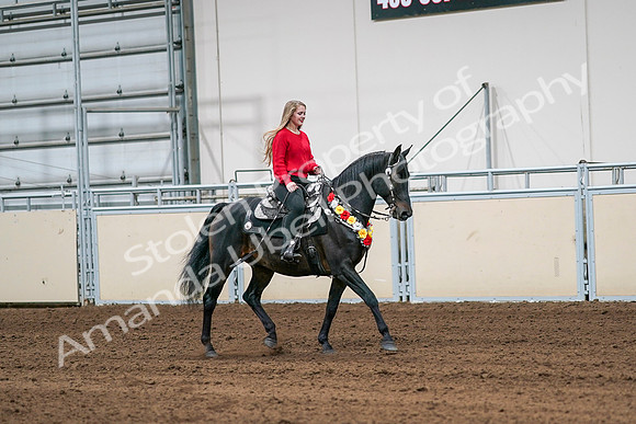 2020 - AB Morgan Horse - Sat, Sept 05 - 10467