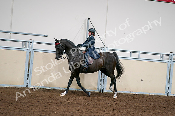 2020 - AB Morgan Horse - Fri, Sept 04 - 03061