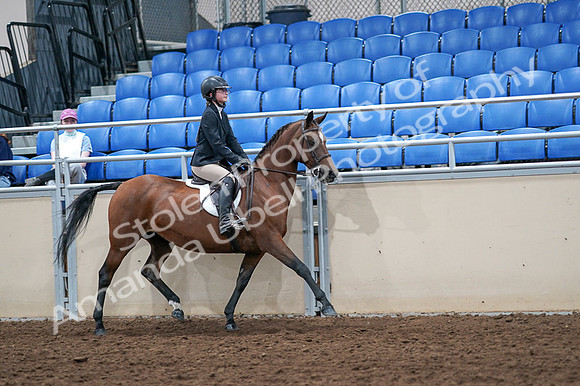 2020 - AB Morgan Horse - Fri, Sept 04 - 02182
