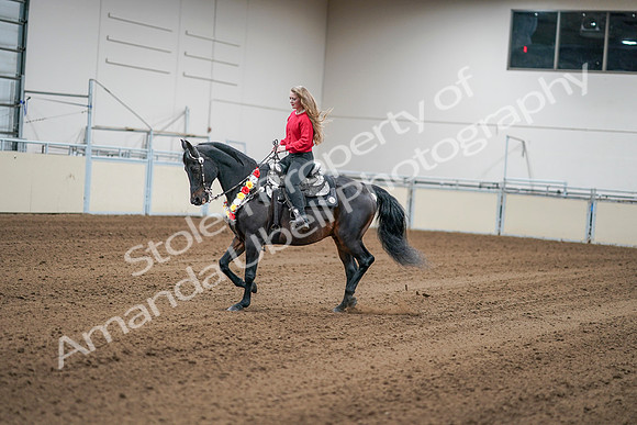 2020 - AB Morgan Horse - Sat, Sept 05 - 10387