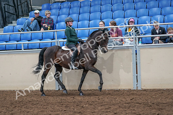 2020 - AB Morgan Horse - Sat, Sept 05 - 05154