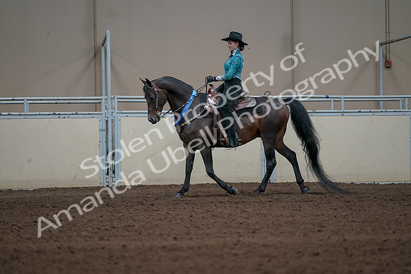 2019 Morgan Horse Show - Sept 01, 2019 - 07310