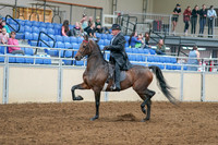 2020 - AB Morgan Horse - Sat, Sept 05 - 07900