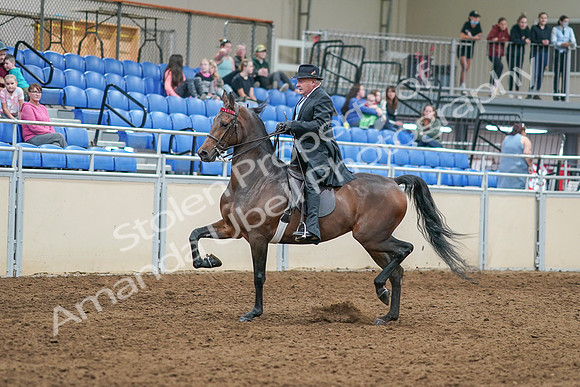 2020 - AB Morgan Horse - Sat, Sept 05 - 07900