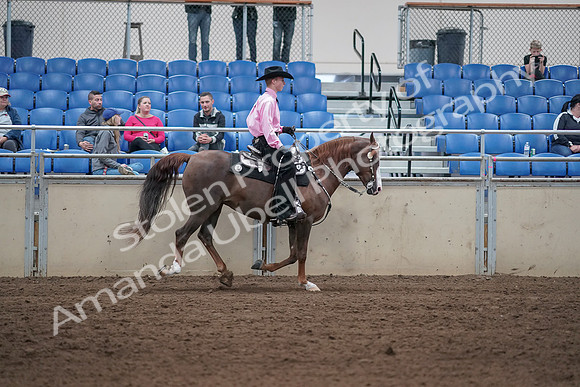 2019 Morgan Horse Show - Sept 01, 2019 - 07066
