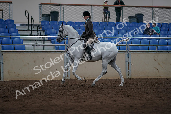 2019 Morgan Horse Show - Sept 01, 2019 - 08640