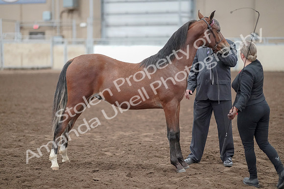 2019 Morgan Horse Show - Aug 31, 2019 - 00270