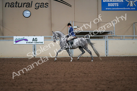 2019 Morgan Horse Show - Aug 30, 2019 - 16140