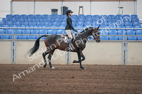2019 Morgan Horse Show - Sept 01, 2019 - 03824
