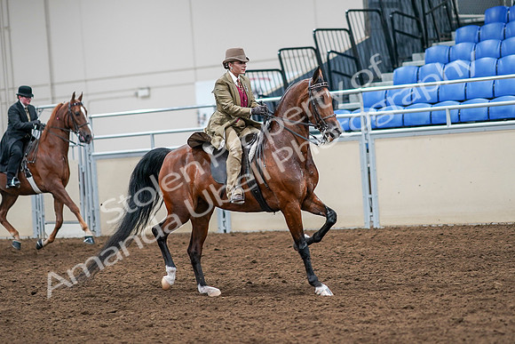 2020 - AB Morgan Horse - Sat, Sept 05 - 08235