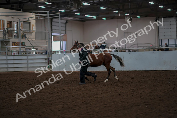 2019 Morgan Horse Show - Aug 30, 2019 - 25532