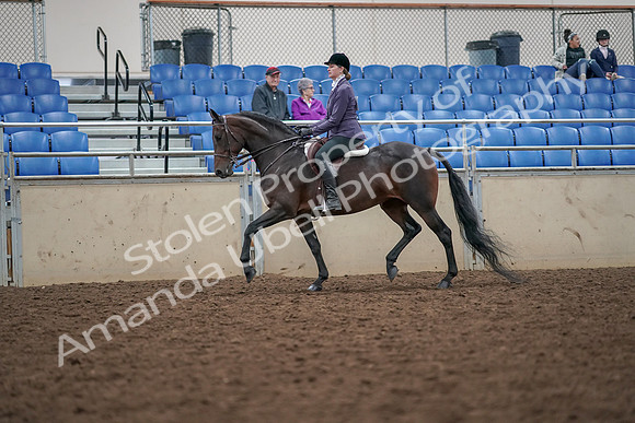 2019 Morgan Horse Show - Aug 30, 2019 - 20142