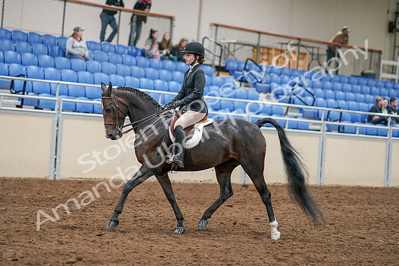 2020 - AB Morgan Horse - Sat, Sept 05 - 14276