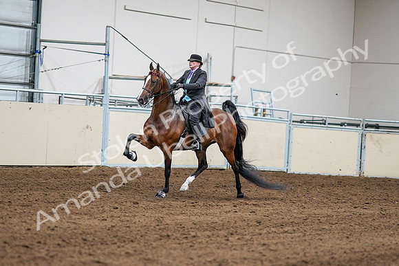 2020 - AB Morgan Horse - Sat, Sept 05 - 12965