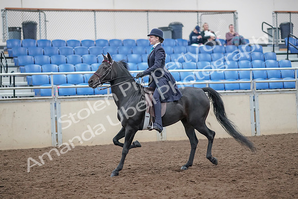 2019 Morgan Horse Show - Aug 31, 2019 - 18032