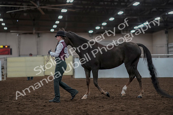 2019 Morgan Horse Show - Aug 31, 2019 - 01989