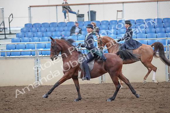 2019 Morgan Horse Show - Aug 31, 2019 - 08824