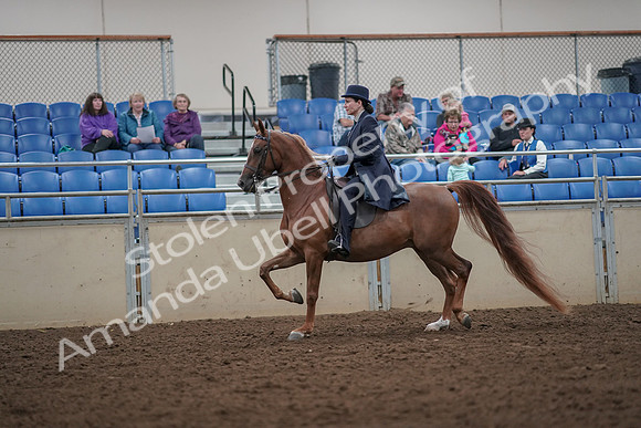 2019 Morgan Horse Show - Aug 30, 2019 - 26772