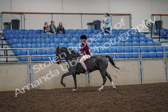 2019 Morgan Horse Show - Aug 30, 2019 - 31292