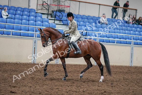 2020 - AB Morgan Horse - Sat, Sept 05 - 14368