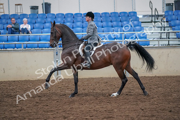2019 Morgan Horse Show - Aug 30, 2019 - 20622
