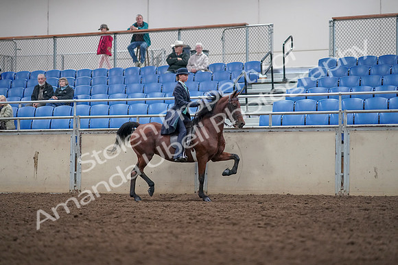 2019 Morgan Horse Show - Aug 31, 2019 - 08864