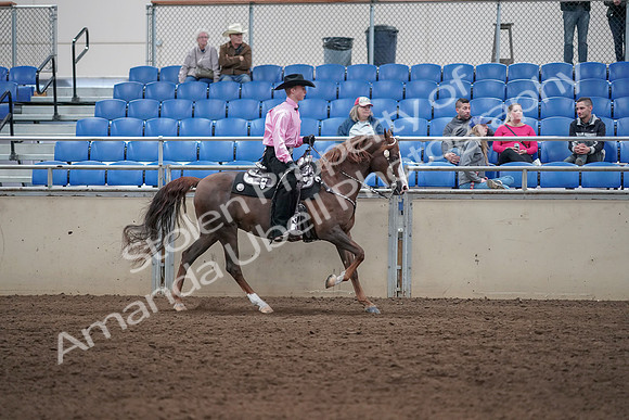 2019 Morgan Horse Show - Sept 01, 2019 - 07056