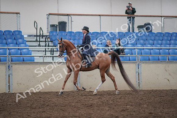2019 Morgan Horse Show - Aug 31, 2019 - 08550