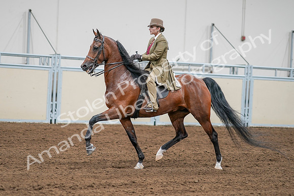 2020 - AB Morgan Horse - Sat, Sept 05 - 08000