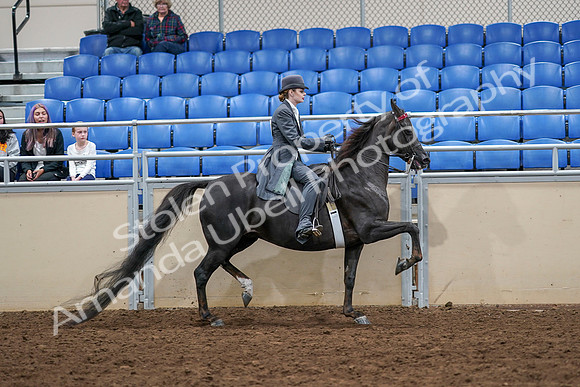 2020 - AB Morgan Horse - Sat, Sept 05 - 13964