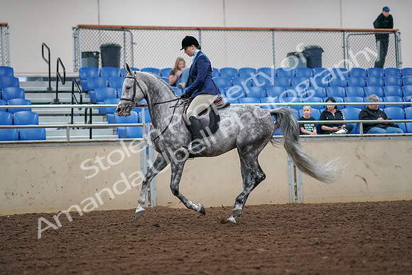 2019 Morgan Horse Show - Aug 30, 2019 - 16294