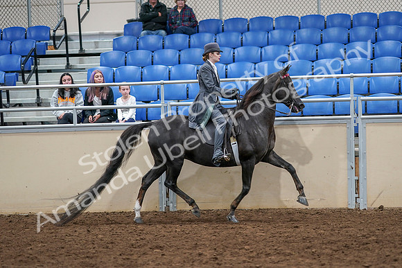 2020 - AB Morgan Horse - Sat, Sept 05 - 13960
