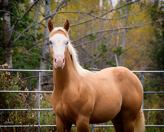 other breeds - 051