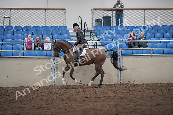 2019 Morgan Horse Show - Aug 31, 2019 - 16032
