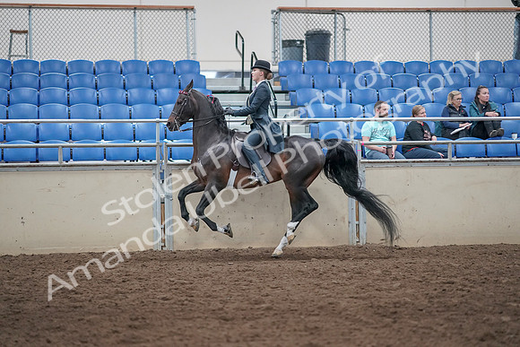2019 Morgan Horse Show - Aug 31, 2019 - 08784