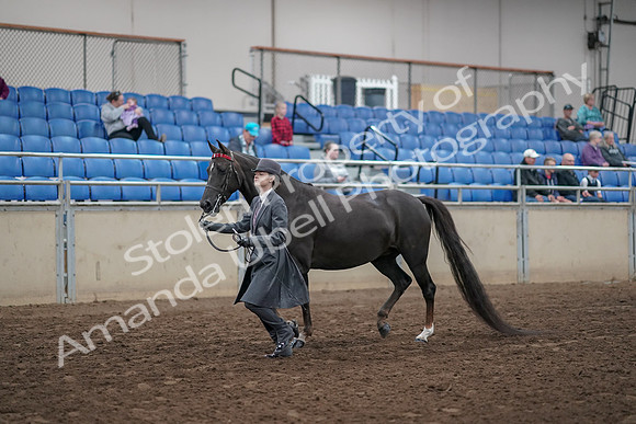 2019 Morgan Horse Show - Aug 31, 2019 - 02115