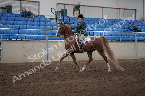 2019 Morgan Horse Show - Sept 01, 2019 - 12171