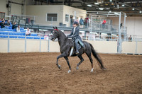 2020 - AB Morgan Horse - Sun, Sept 06 - 08293