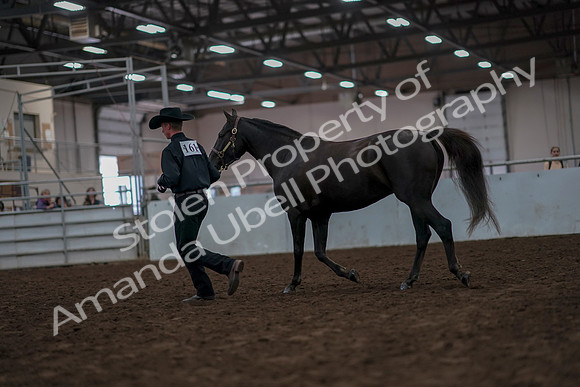 2019 Morgan Horse Show - Aug 31, 2019 - 02055