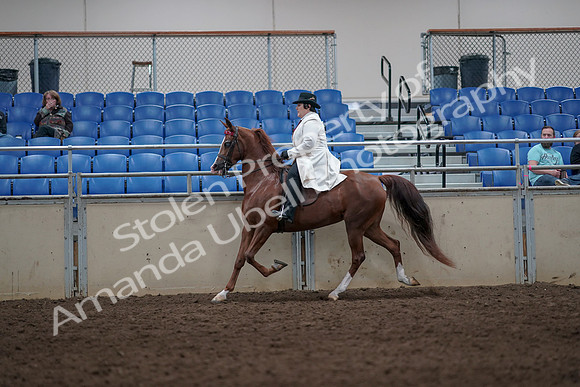 2019 Morgan Horse Show - Aug 31, 2019 - 08580