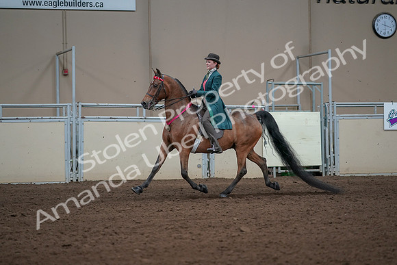 2019 Morgan Horse Show - Sept 01, 2019 - 13467