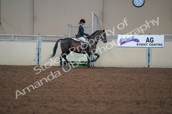 2019 Morgan Horse Show - Aug 30, 2019 - 20807