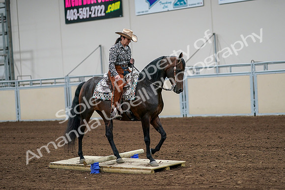 2020 - AB Morgan Horse - Fri, Sept 04 - 00326