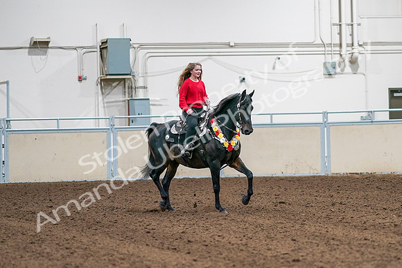 2020 - AB Morgan Horse - Sat, Sept 05 - 10484