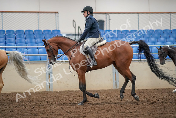 2019 Morgan Horse Show - Aug 30, 2019 - 22413