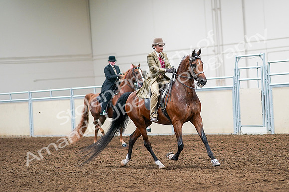 2020 - AB Morgan Horse - Sat, Sept 05 - 08224