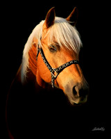other breeds - 026