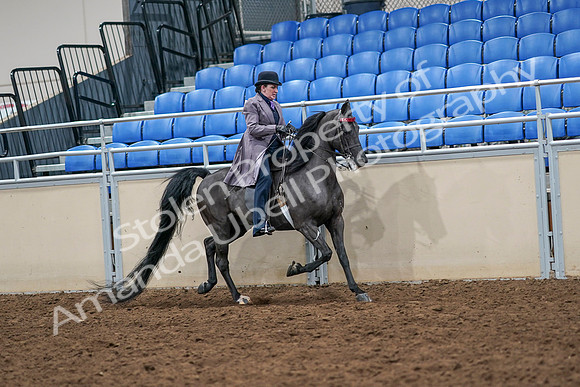 2020 - AB Morgan Horse - Sat, Sept 05 - 13976