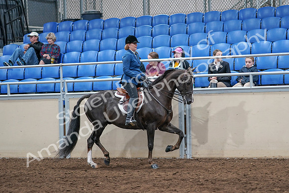 2020 - AB Morgan Horse - Sat, Sept 05 - 05091