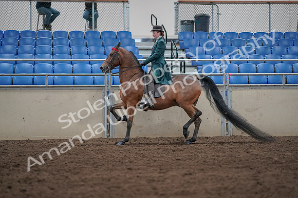 2019 Morgan Horse Show - Sept 01, 2019 - 13226